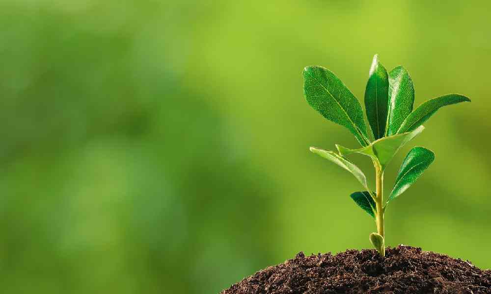 Plants Write For Us - Guest Post, Submission post, Contribute post