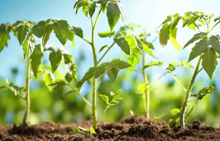 Plants Write For Us